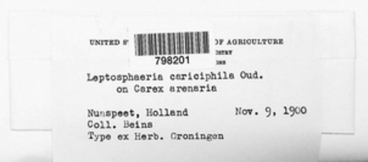 Phaeosphaeria caricis image